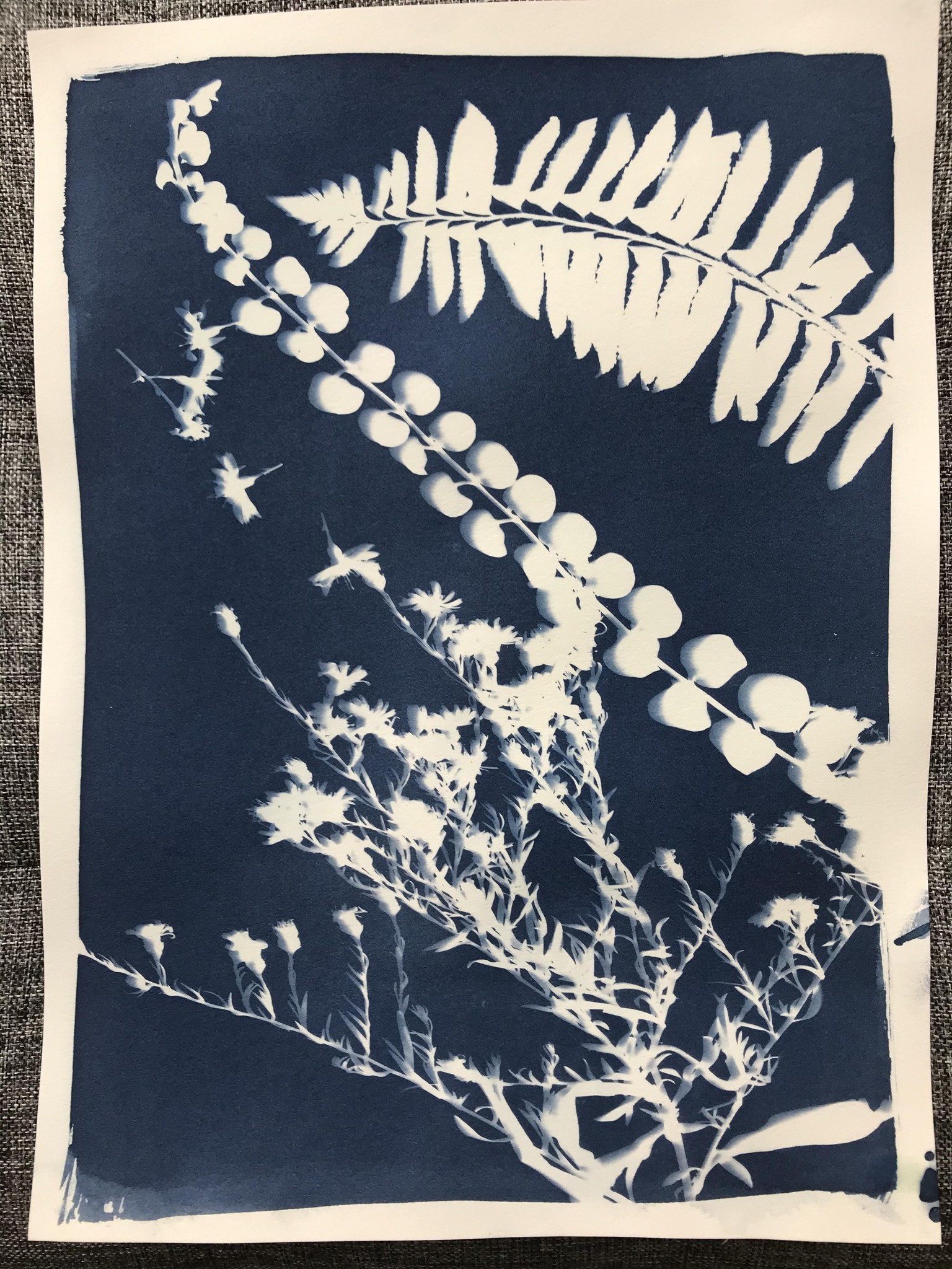 Cyanotype - image 2 - student project