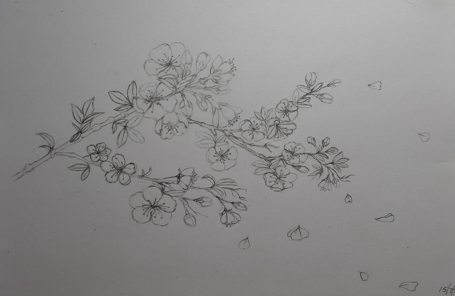 Cherry blossoms mixed technique - image 1 - student project