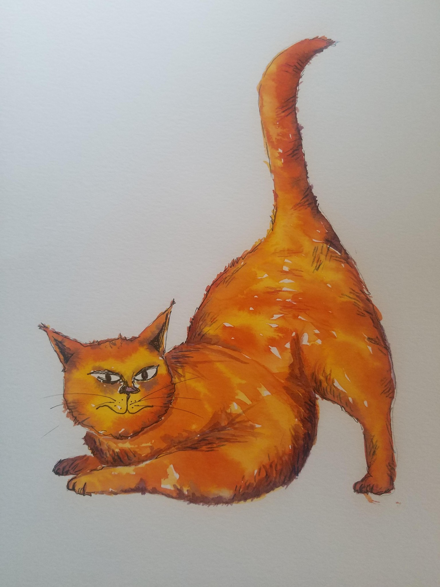 CAT_4 - image 1 - student project
