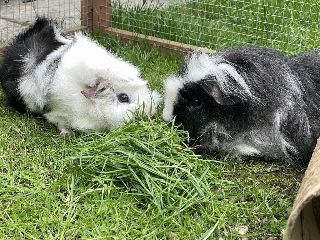 Cookie and Cora 's Garden Party - image 2 - student project