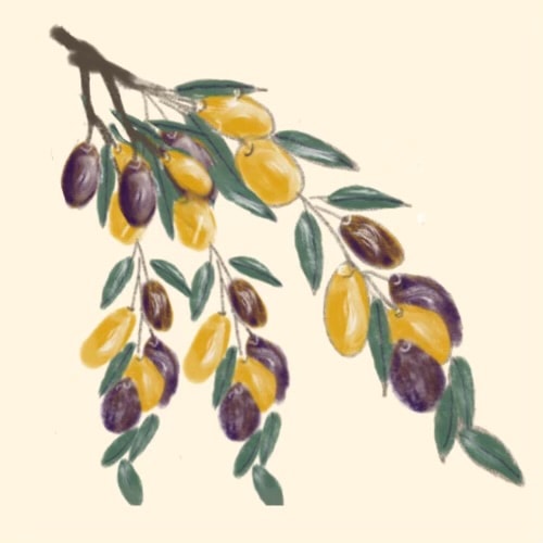 Candles, Parrot, Olives - image 3 - student project