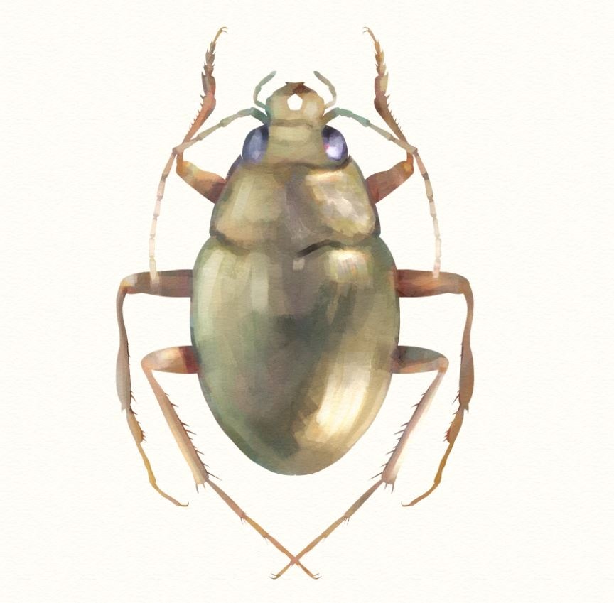 Omophron beetle - image 1 - student project