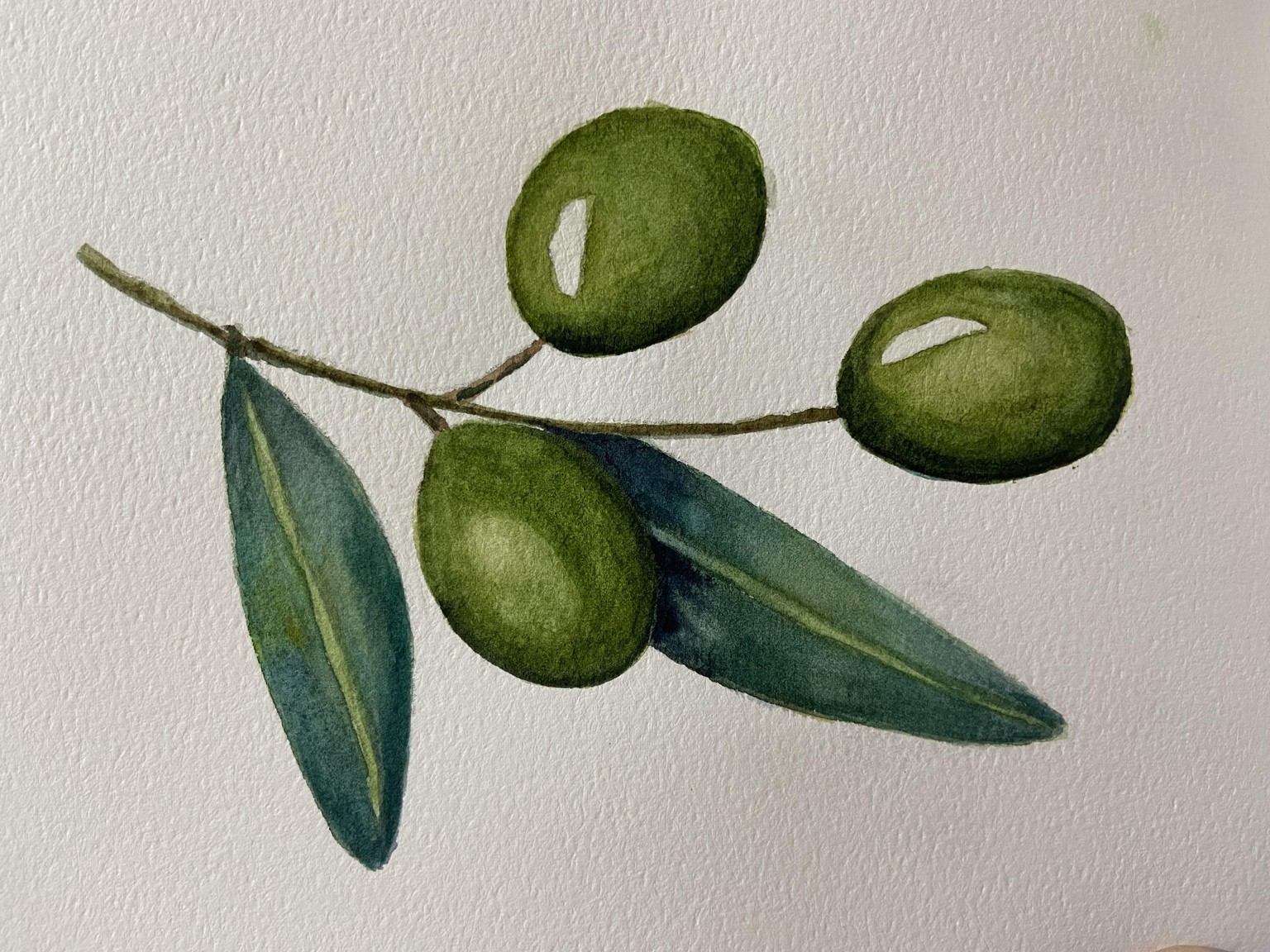 Botanical watercolor - image 1 - student project