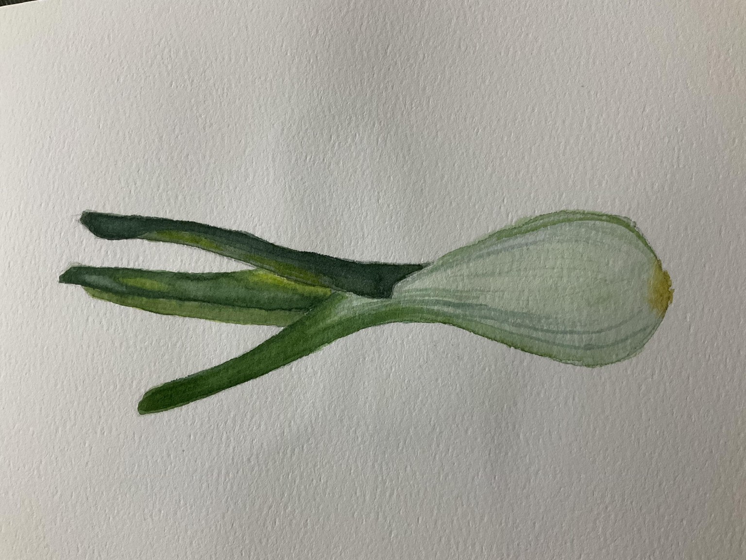 Botanical watercolor - image 3 - student project