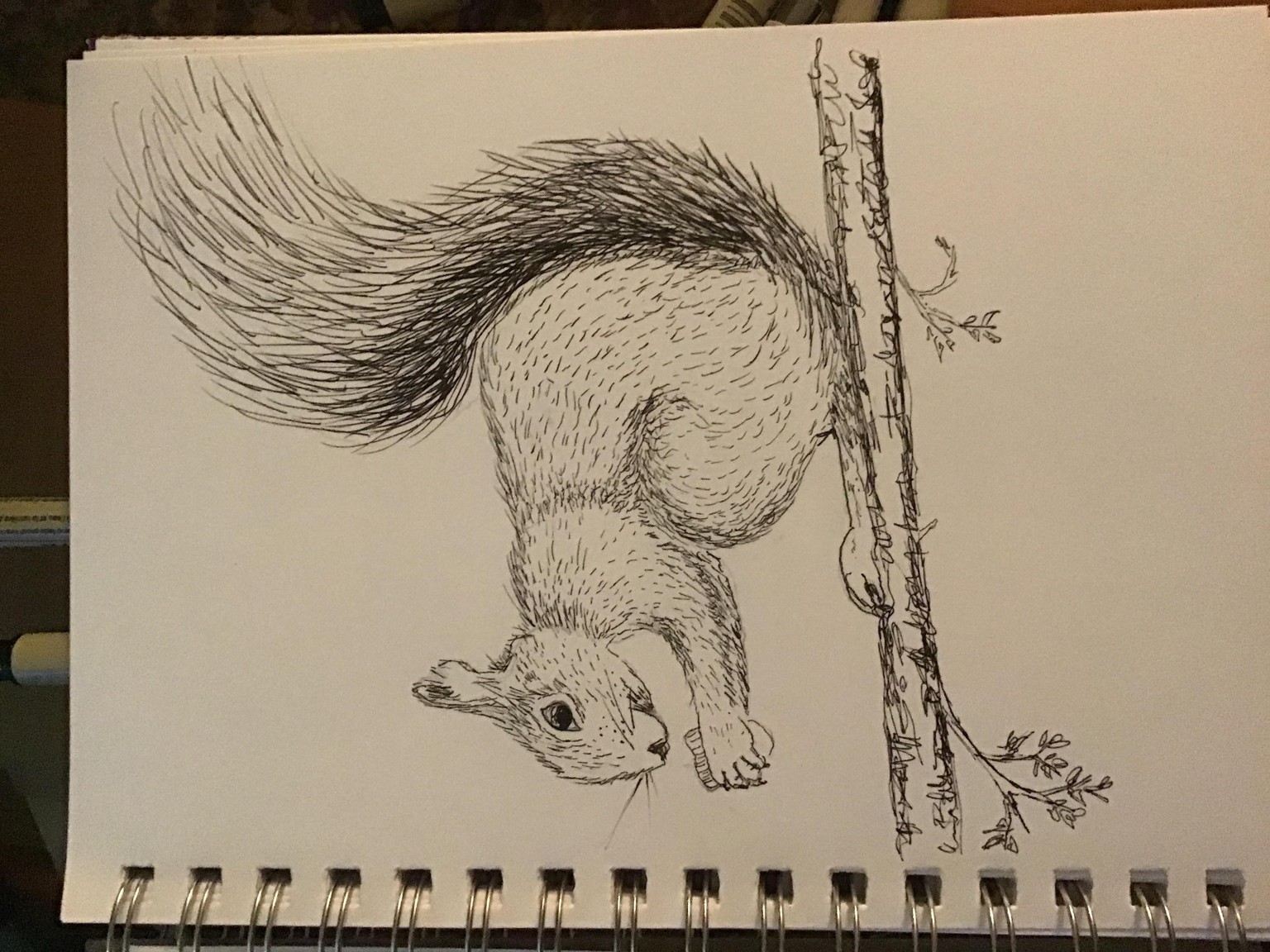 Squirrel! - image 1 - student project