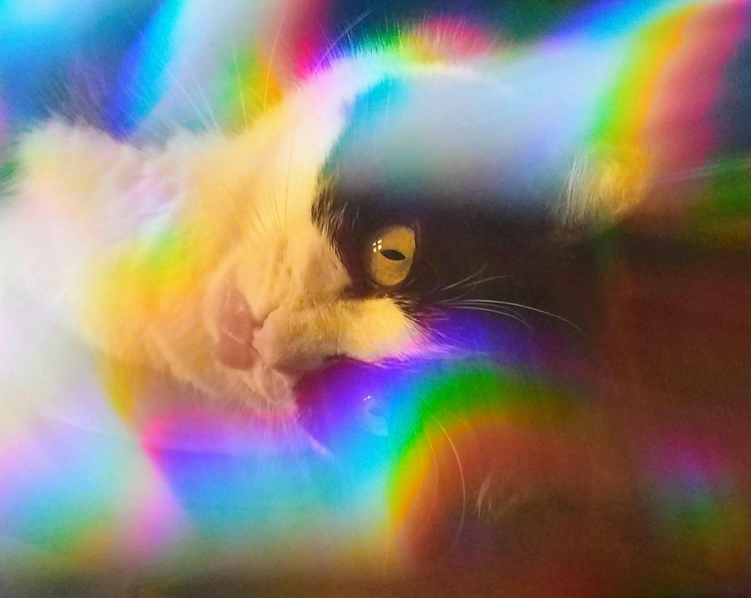 Rainbow Clara - image 2 - student project