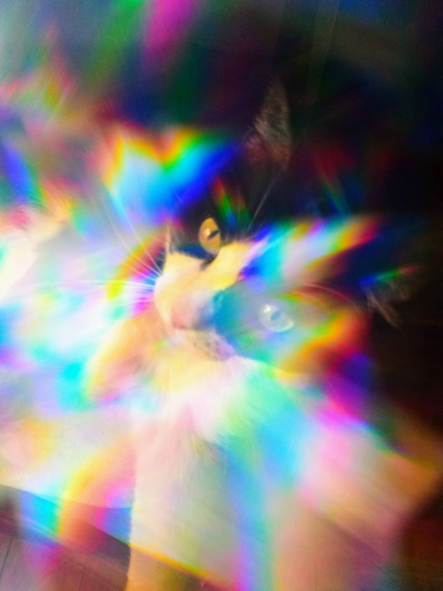 Rainbow Clara - image 1 - student project