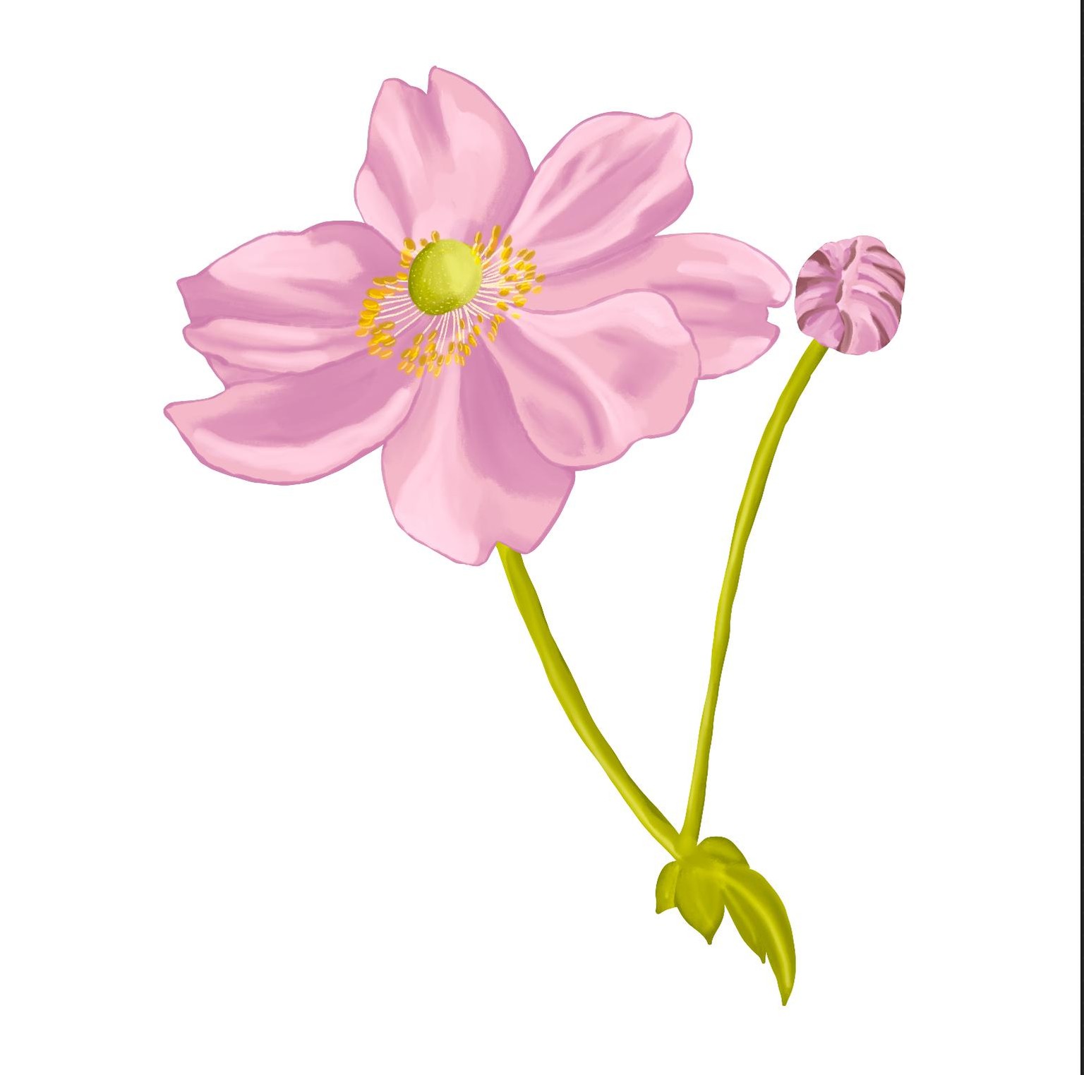 Flowers - image 5 - student project