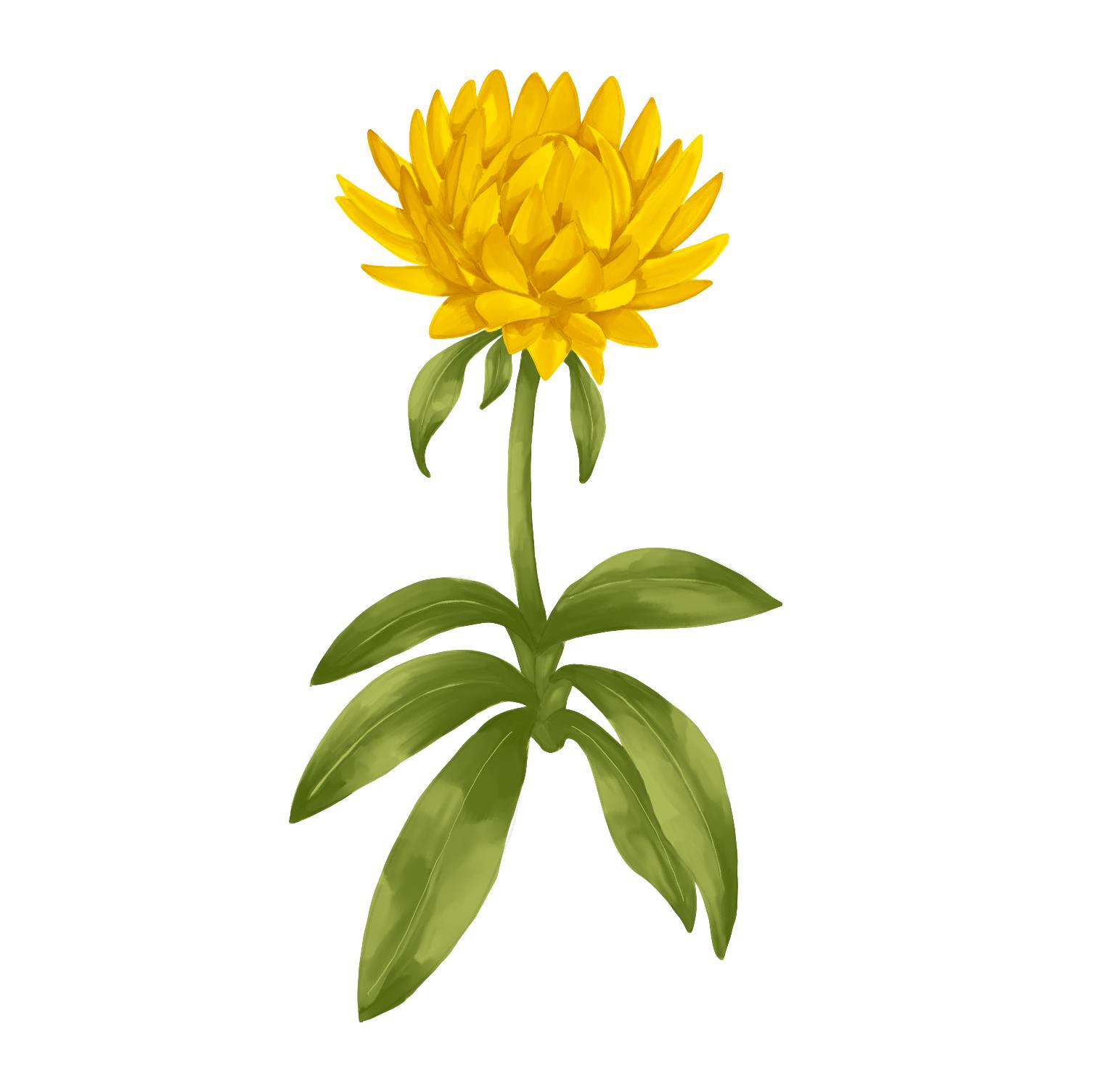 Flowers - image 6 - student project