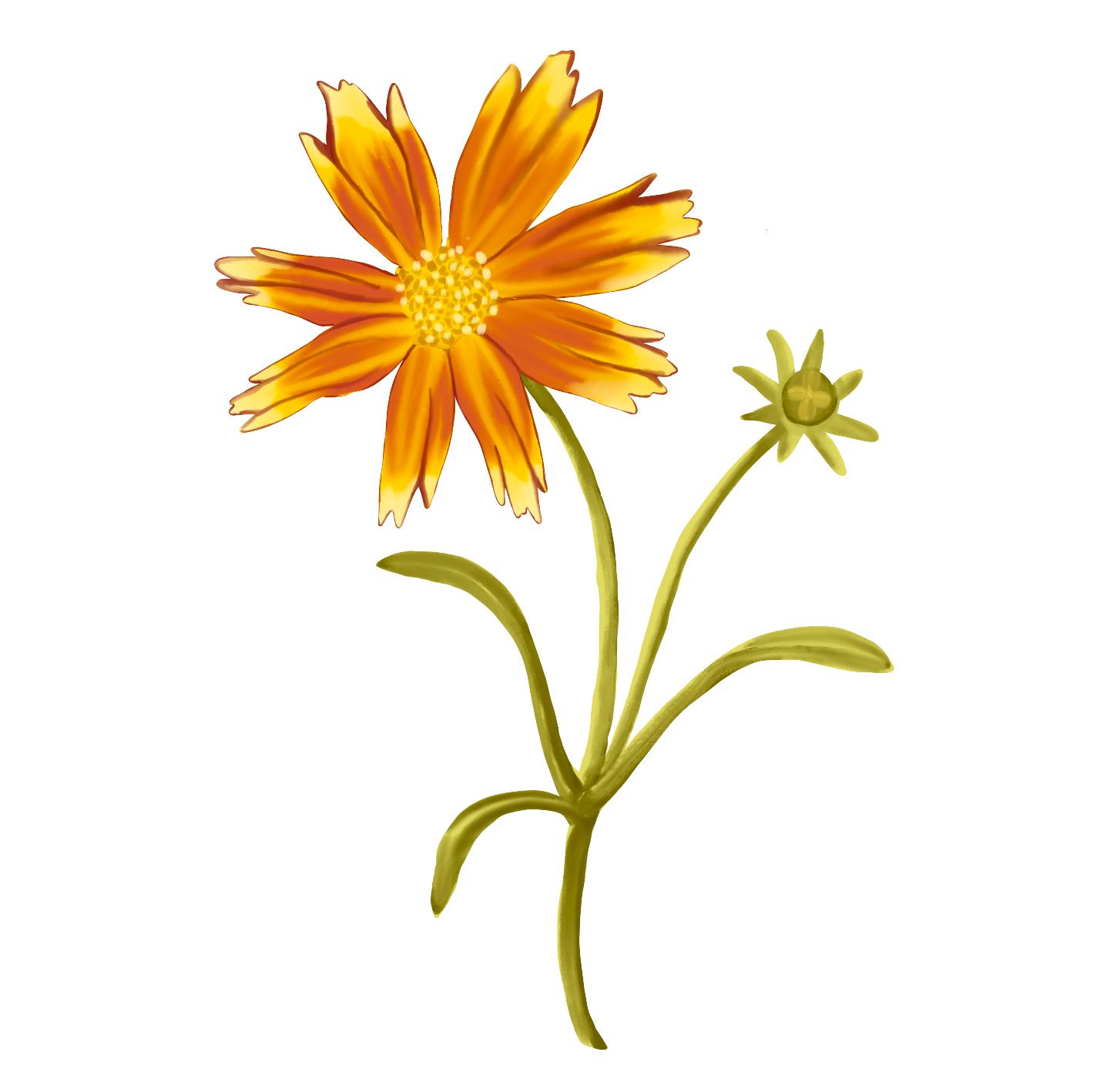 Flowers - image 4 - student project