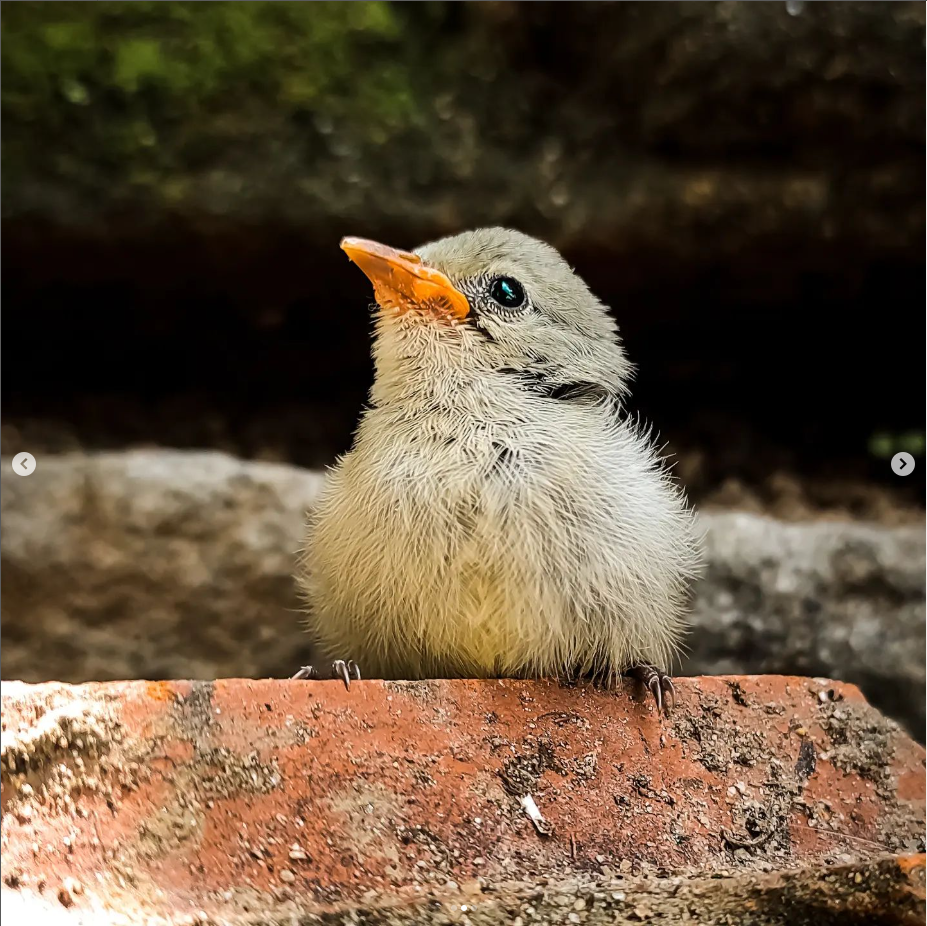 Bird Photography - image 1 - student project