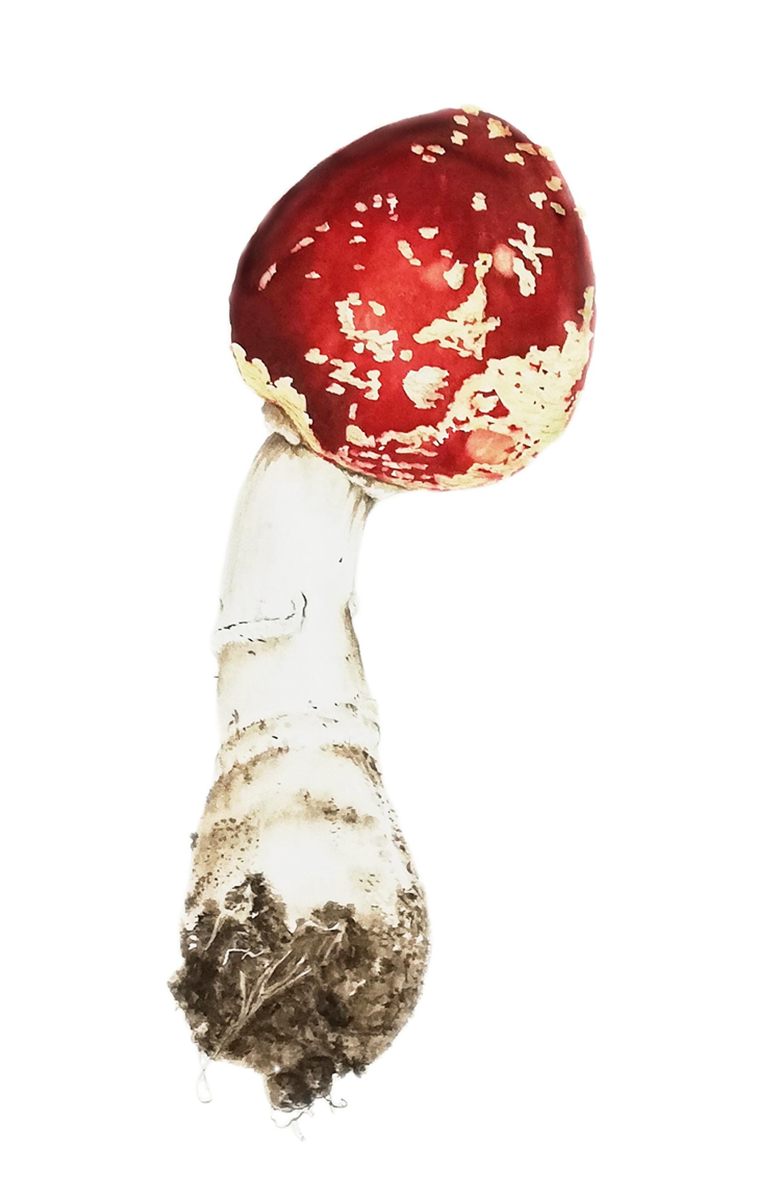 Red Mushroom - image 2 - student project