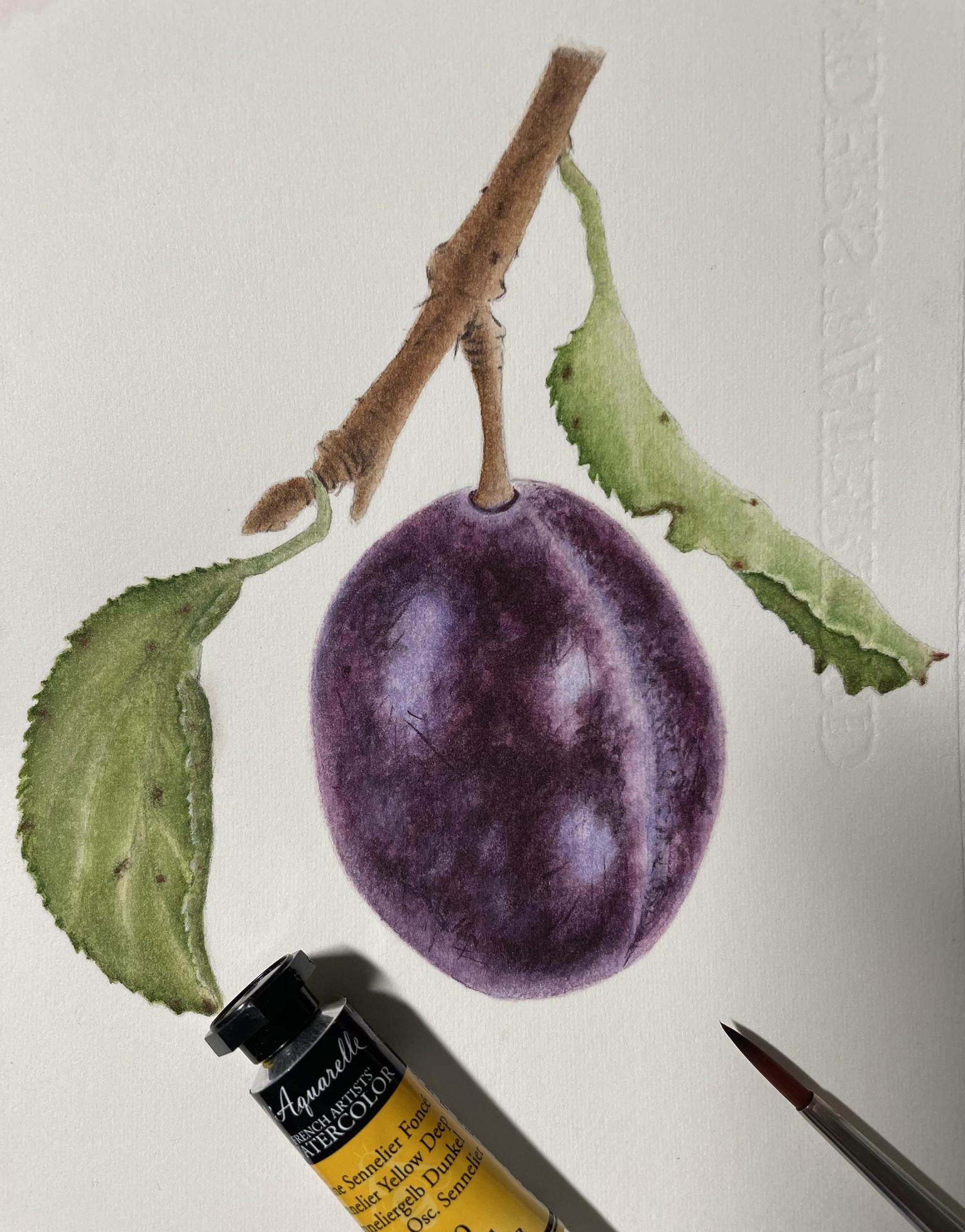 Botanical watercolor plums - image 2 - student project