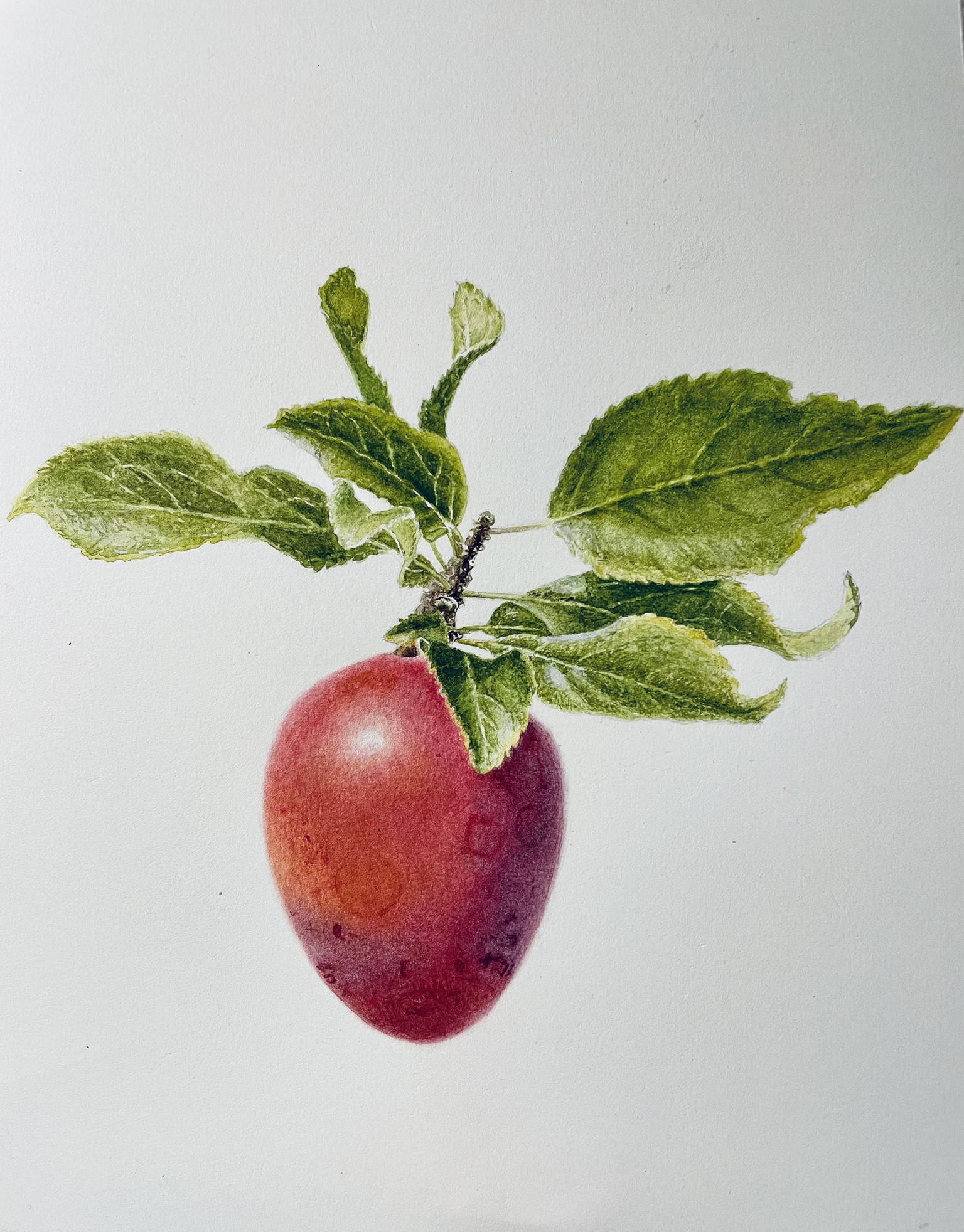 Botanical watercolor plums - image 1 - student project