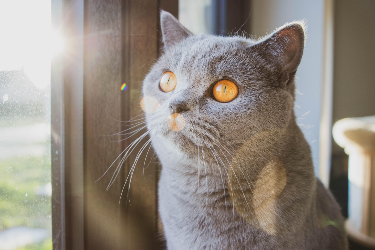 Lens Flares on Stella - image 2 - student project