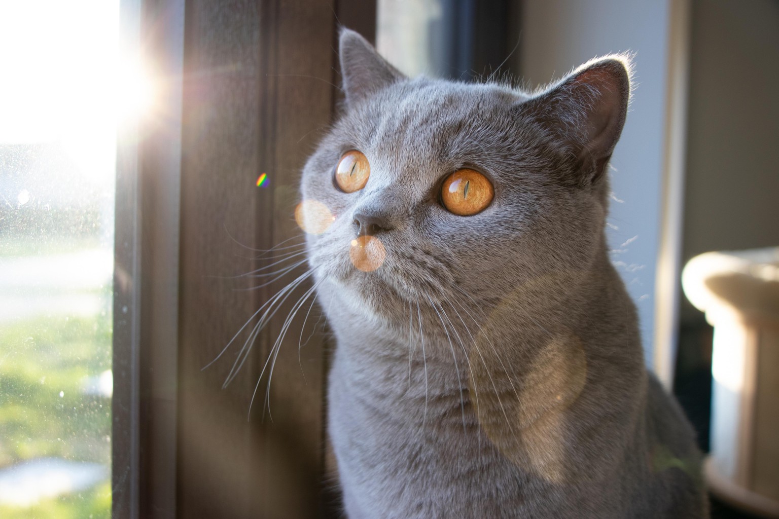 Lens Flares on Stella - image 1 - student project