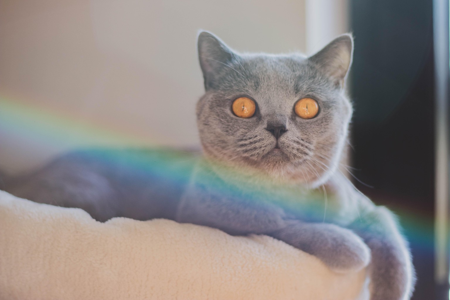 Lens Flares on Stella - image 4 - student project