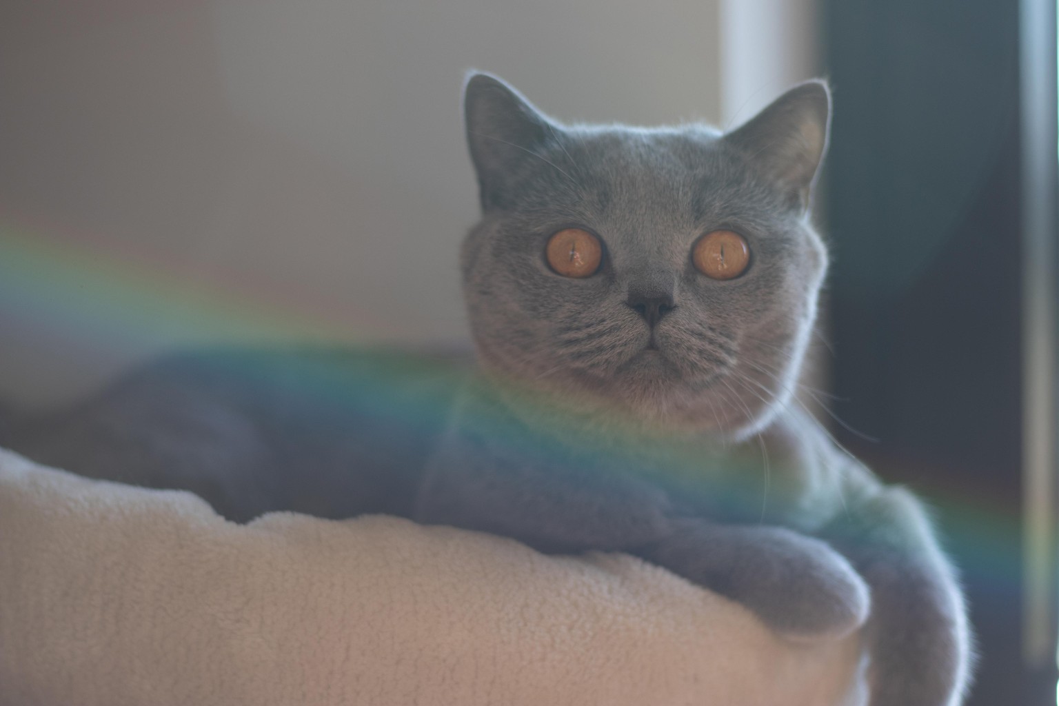 Lens Flares on Stella - image 3 - student project