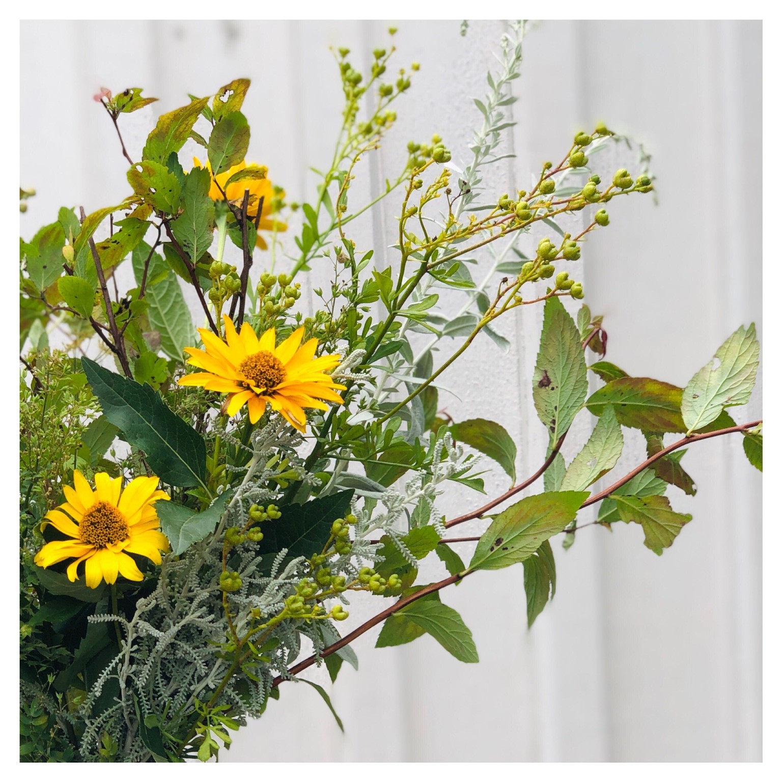 Flowers found in my garden! - image 2 - student project
