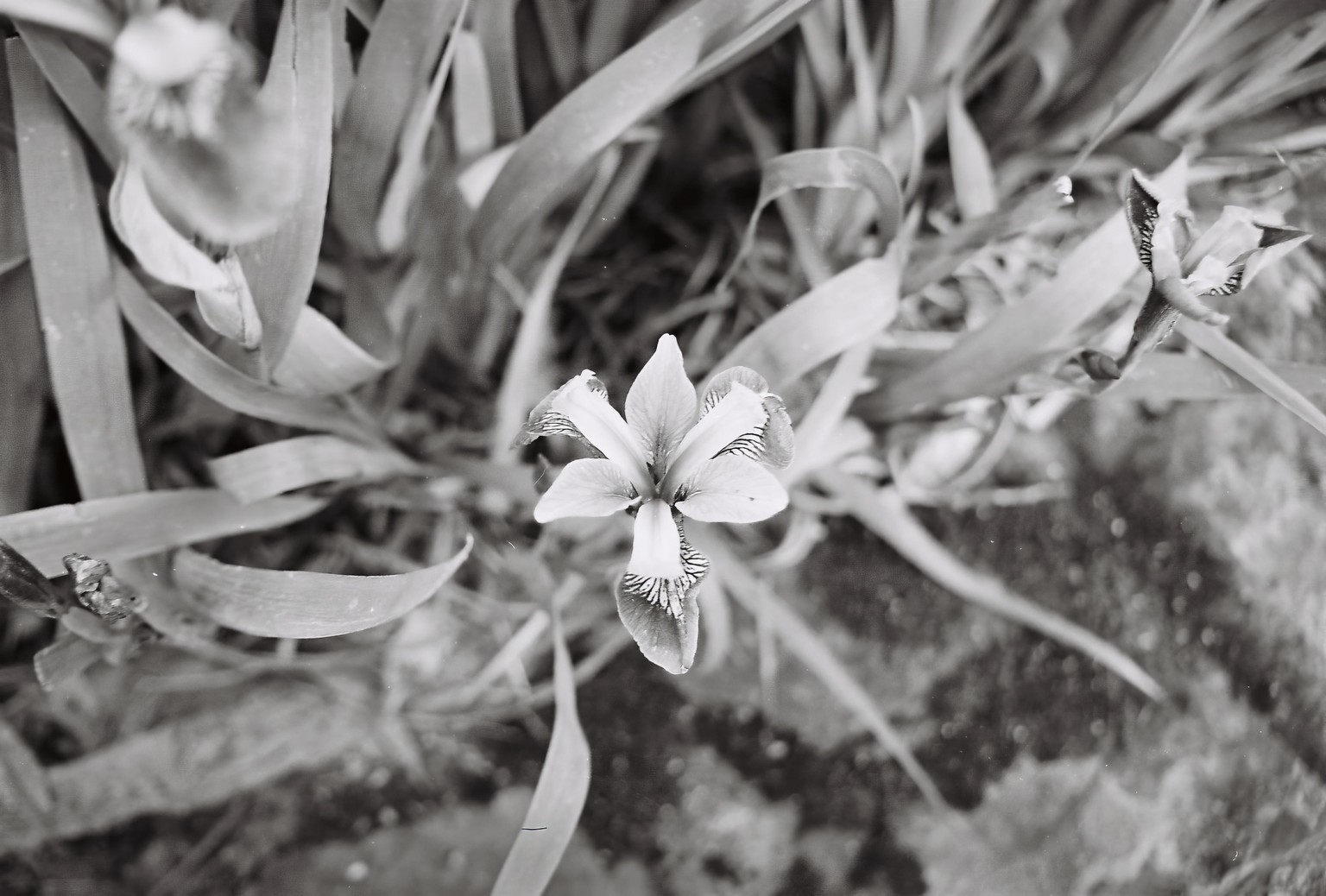 Samples - Ilford HP5 400 - image 2 - student project