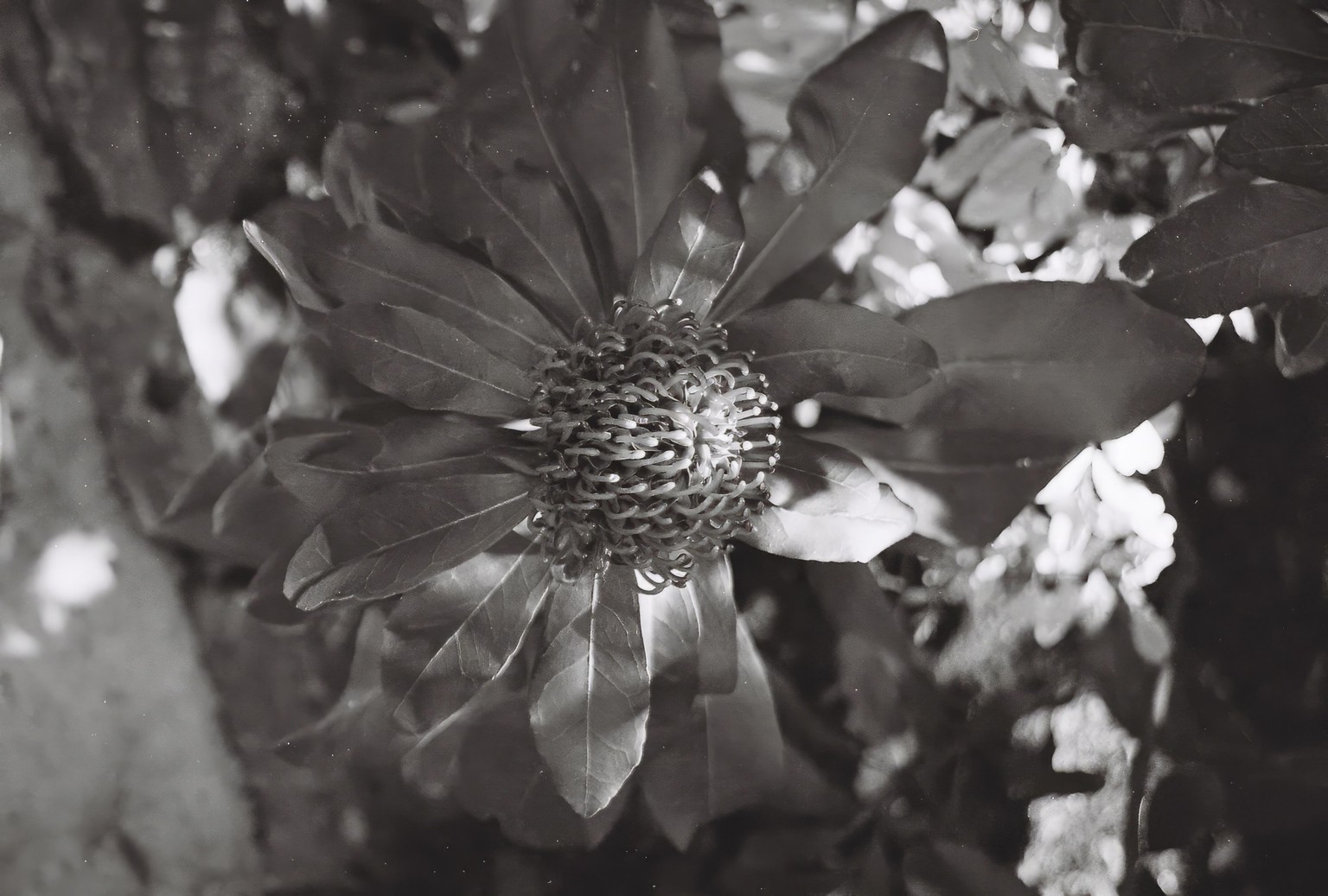 Samples - Ilford HP5 400 - image 1 - student project