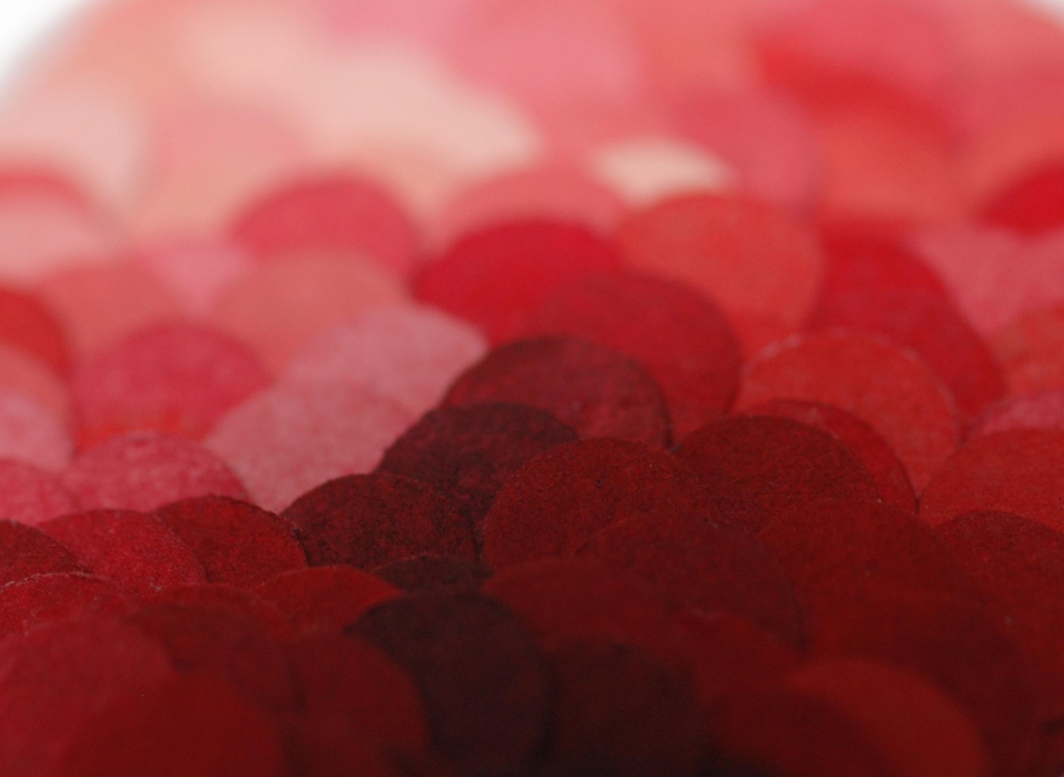 Shades of red - image 2 - student project