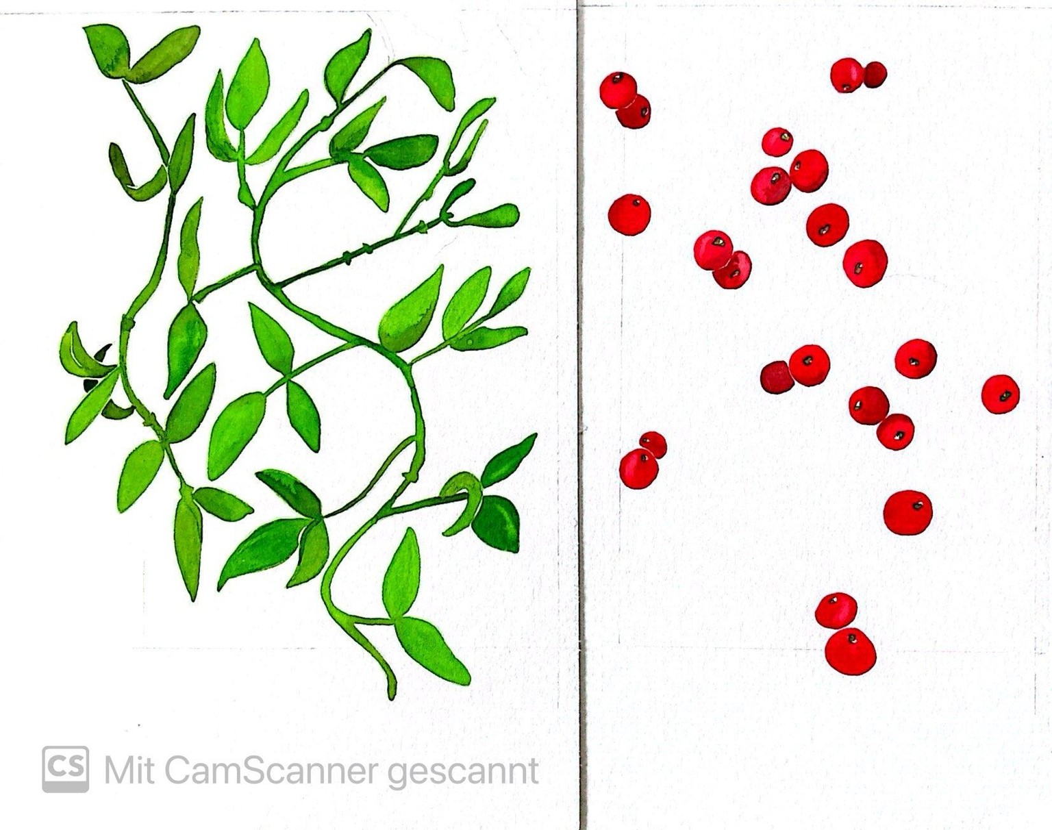 Mistelzweig mit Beeren - image 2 - student project