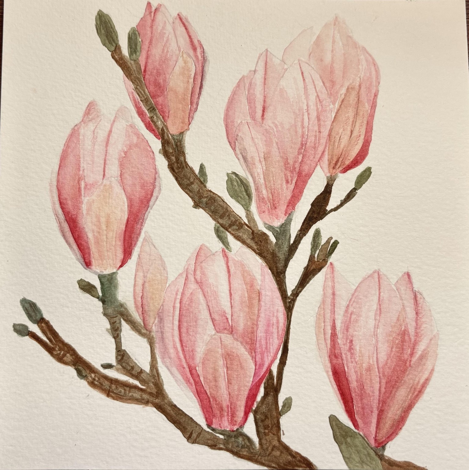 Magnolia Watercolor Painting - image 1 - student project