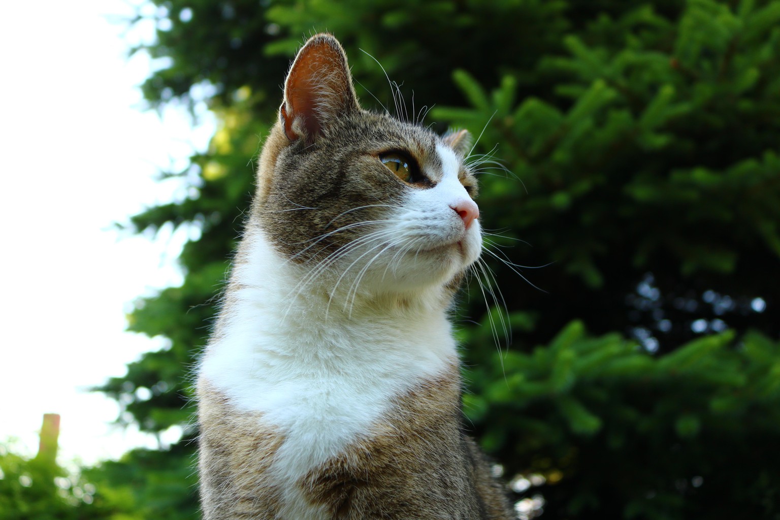 Two cats - image 2 - student project