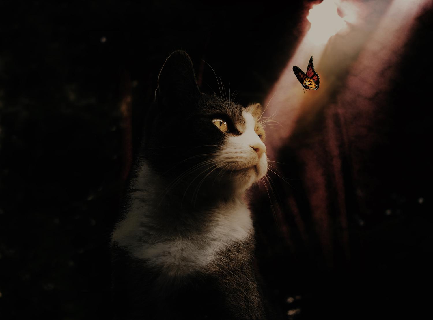 Two cats - image 1 - student project