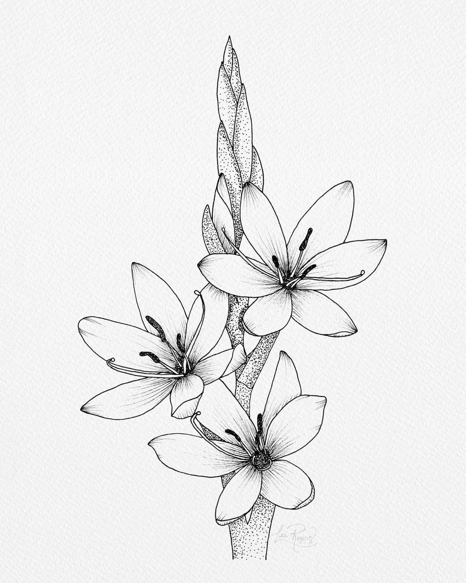 Ixia Lily - image 1 - student project