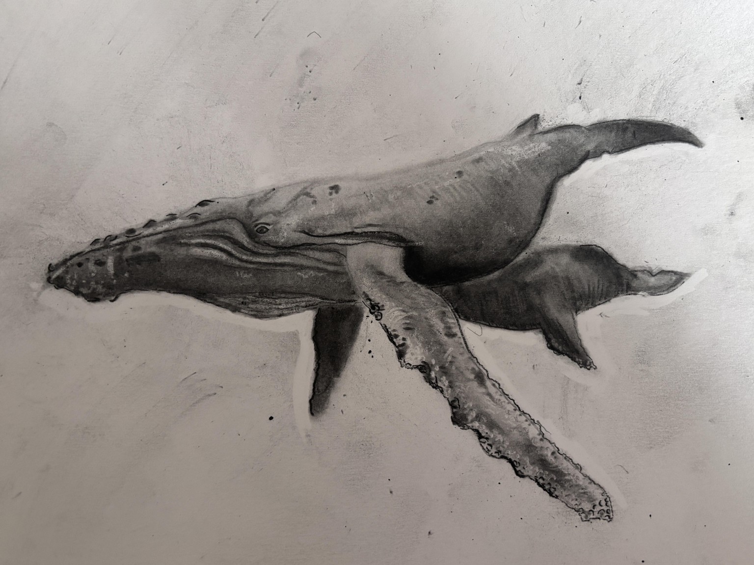 Big mama and calf - image 1 - student project