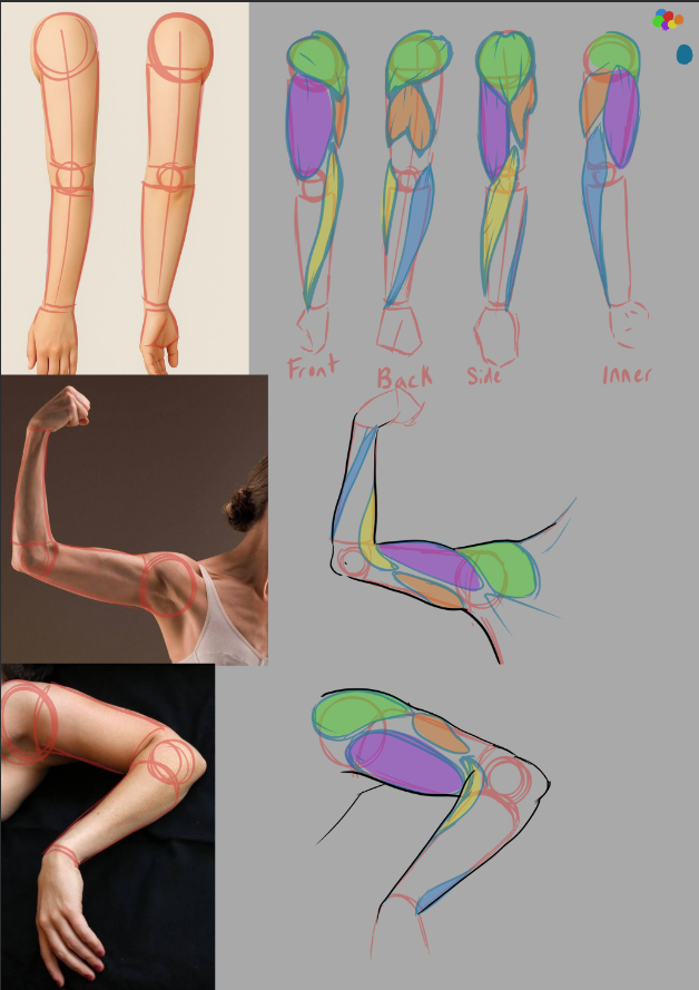 On going Anatomy Practice - image 1 - student project