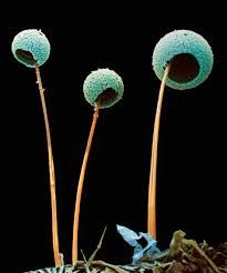 Microscopic patterns - image 3 - student project