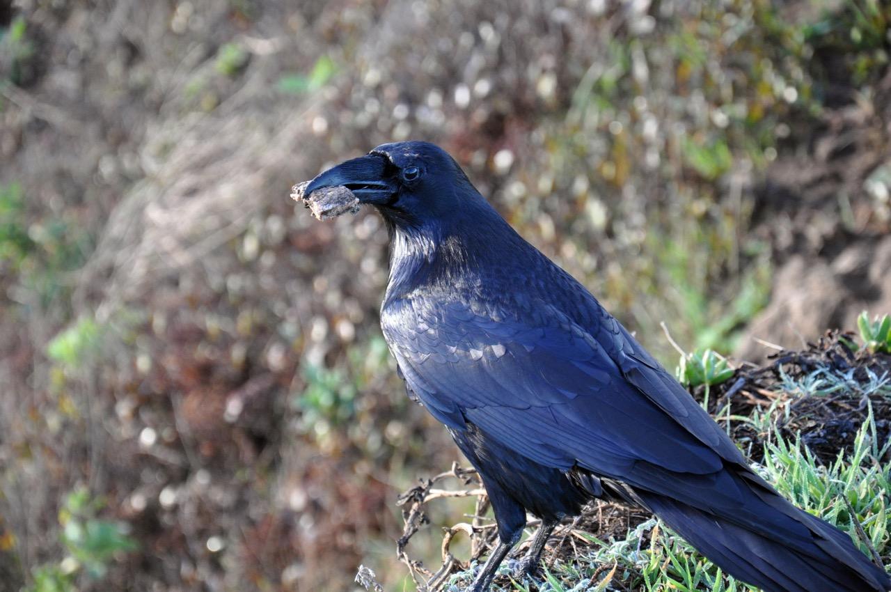 Morning Walk in Mendocino - image 3 - student project