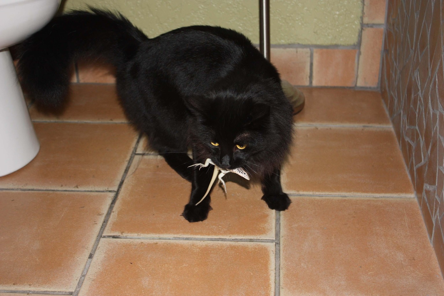OVERCAT - image 2 - student project