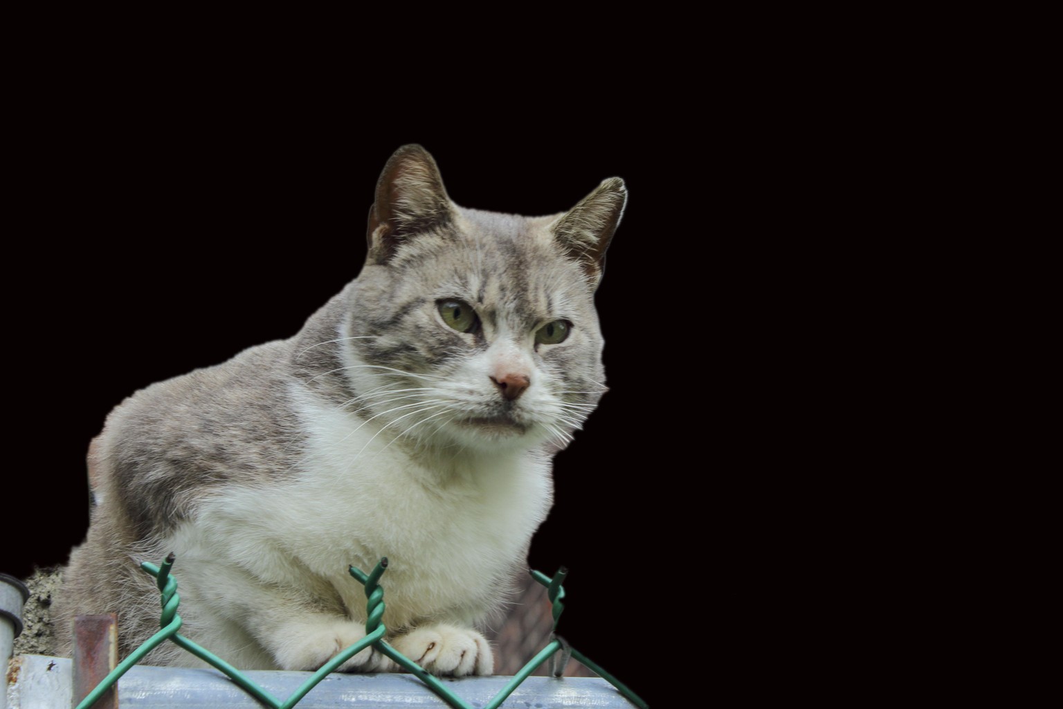Background Removal - image 1 - student project