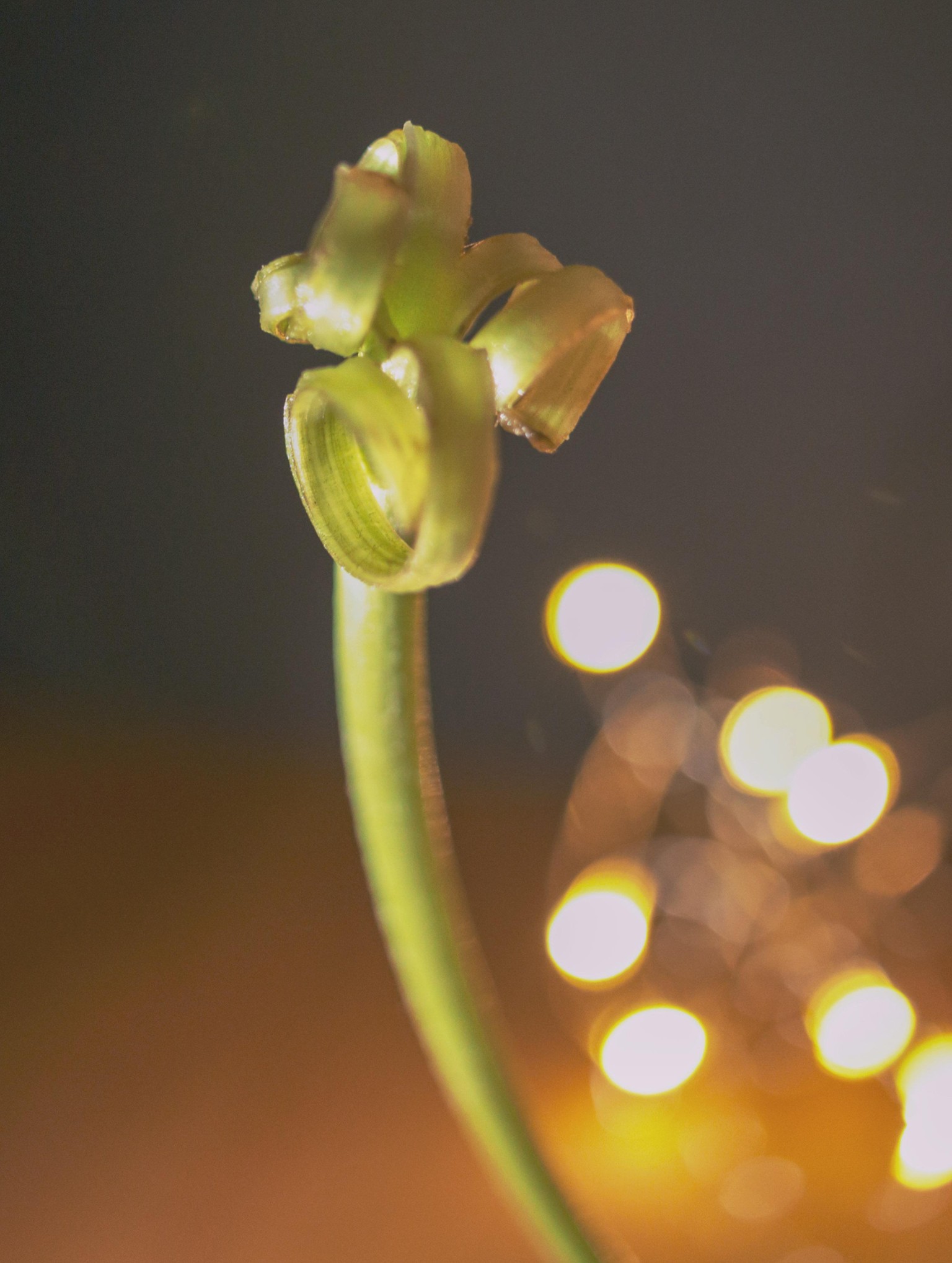 creative photography techniques - image 2 - student project