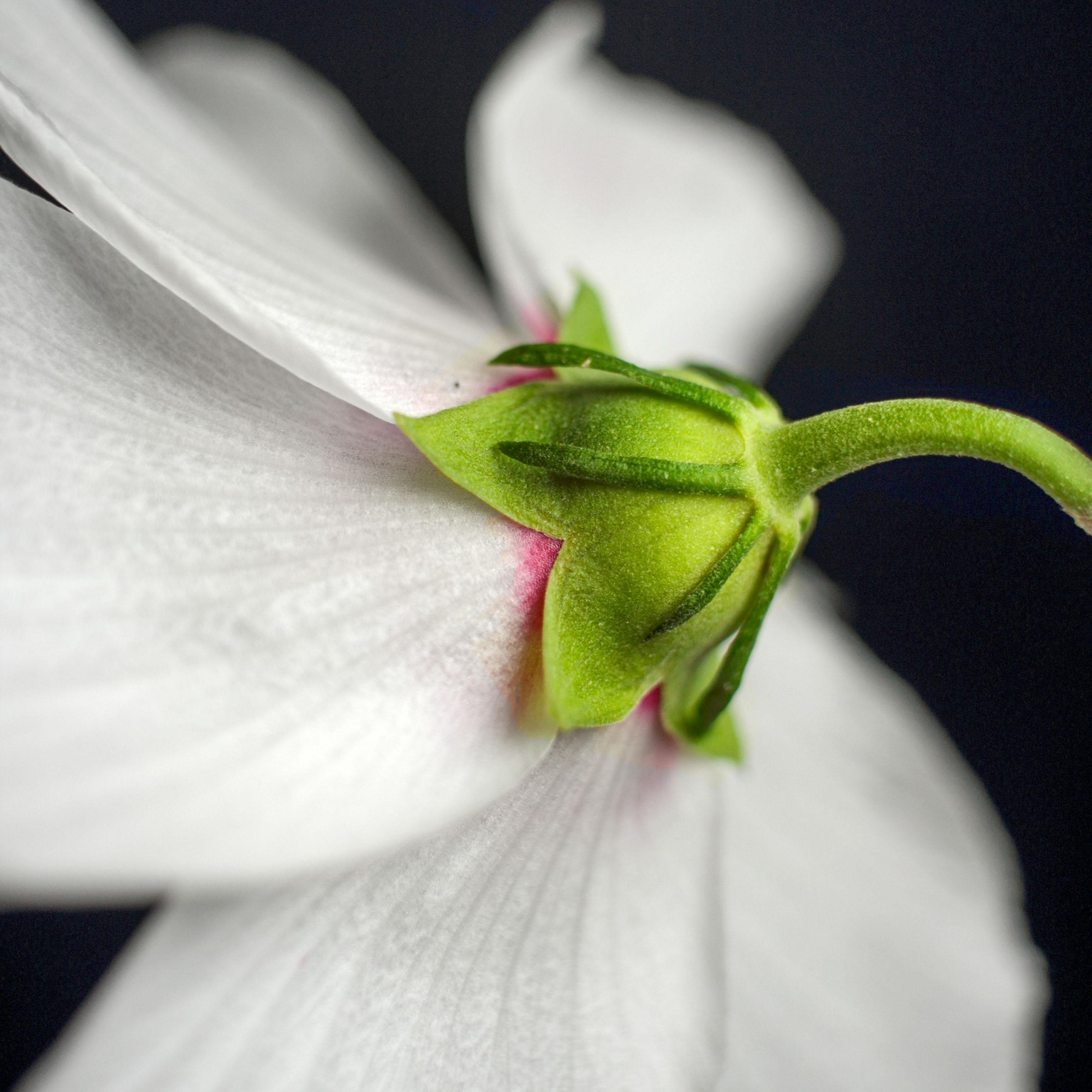 Missing focus - image 2 - student project