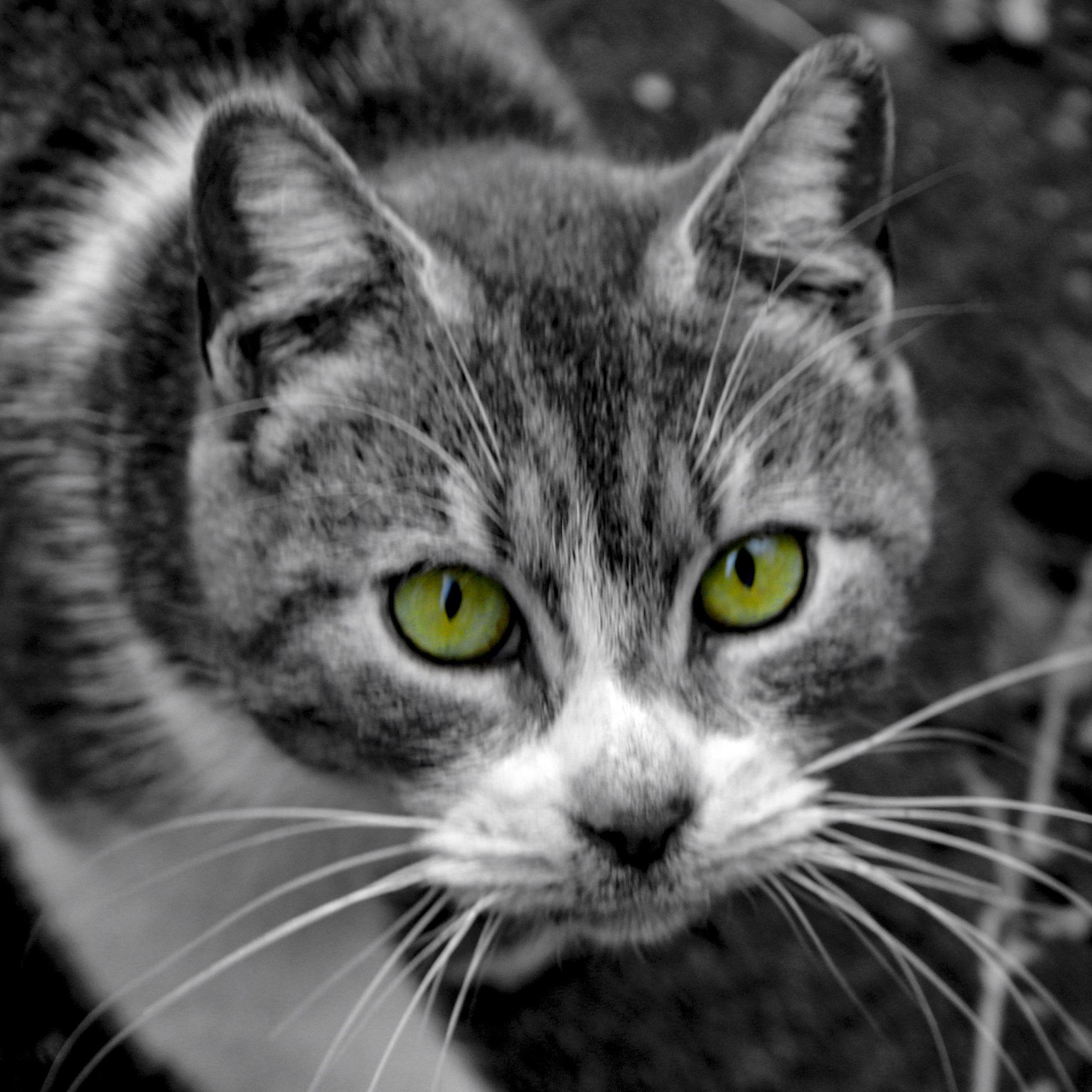 Color Splash - image 1 - student project