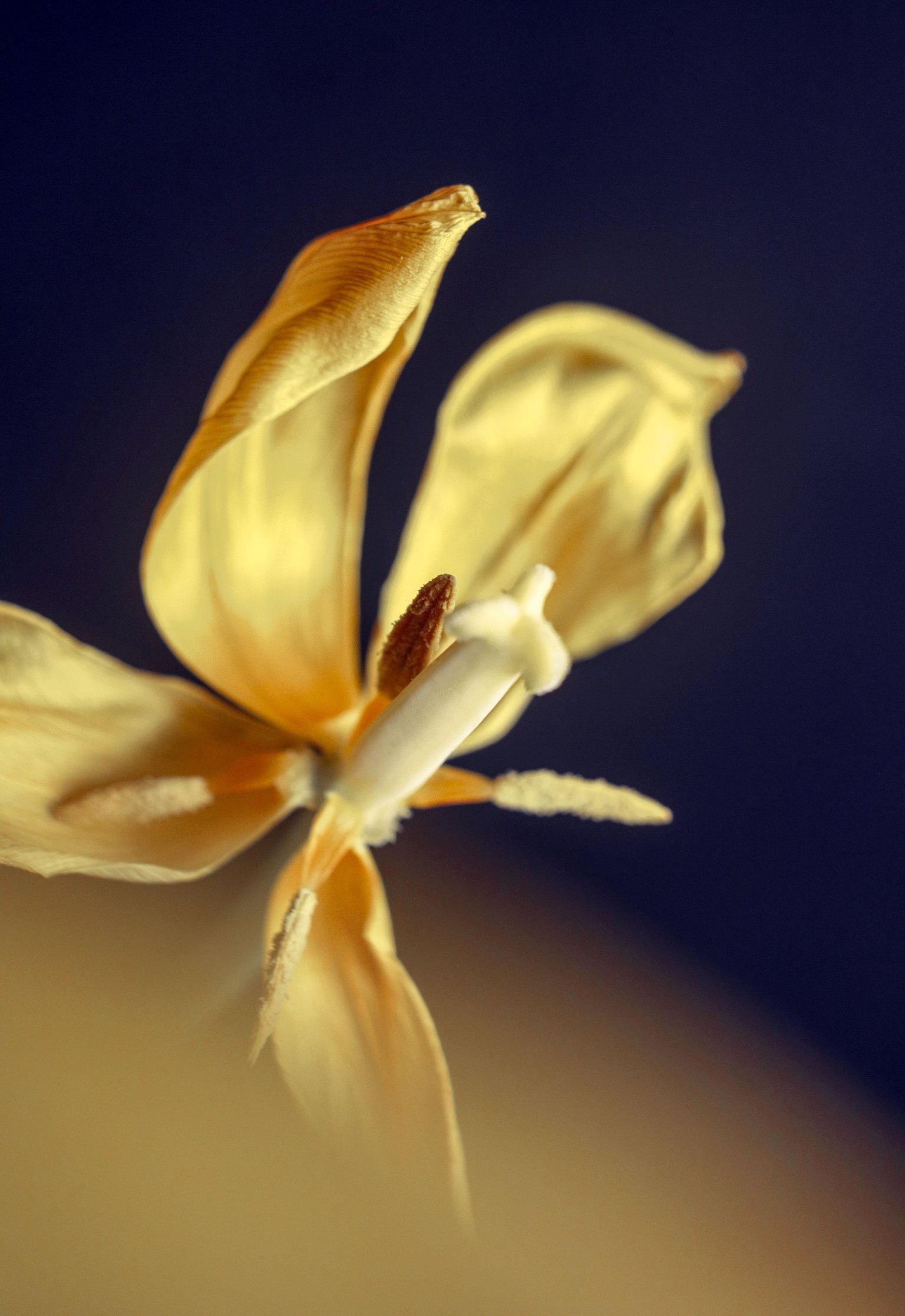 creative photography techniques - image 3 - student project