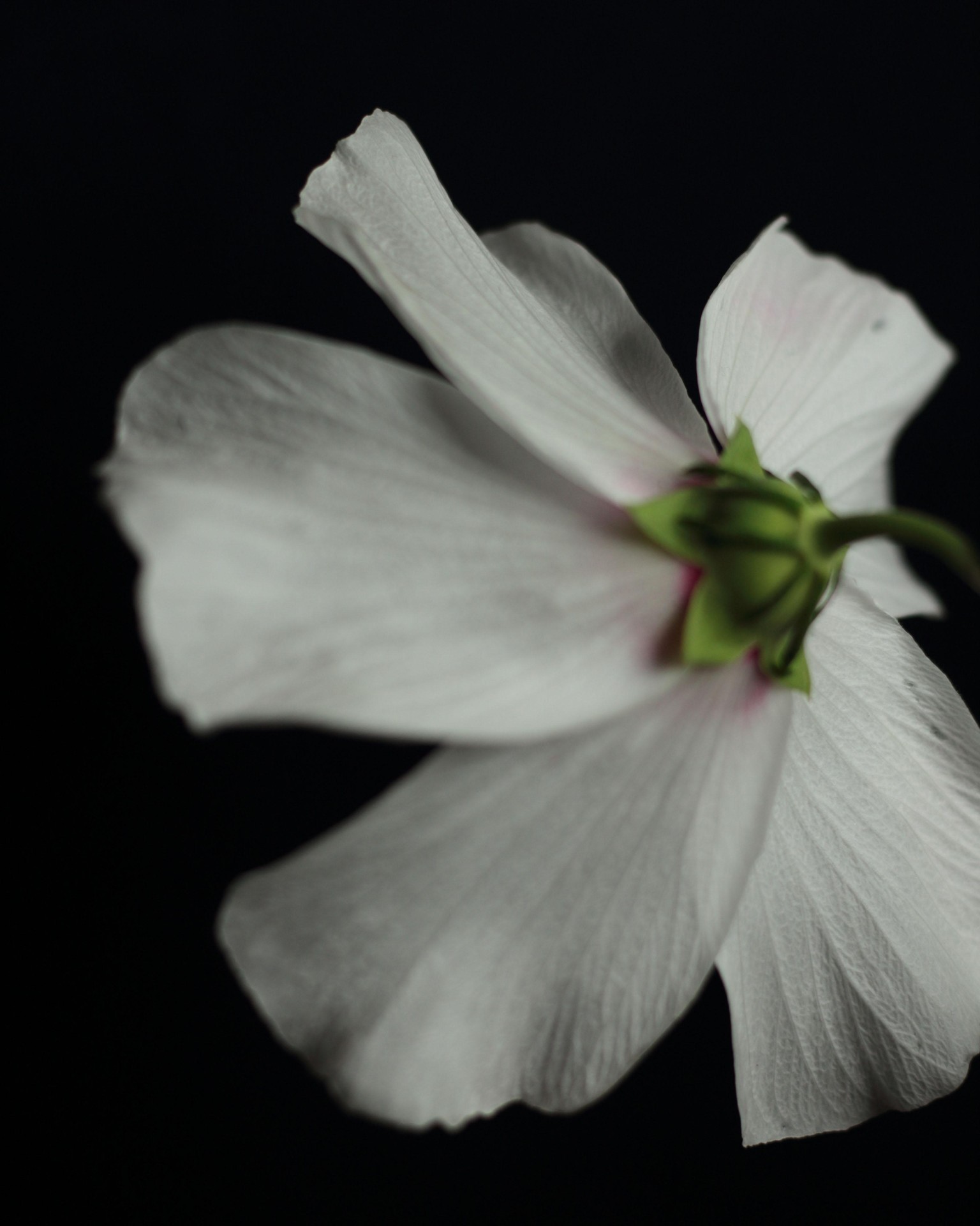Missing focus - image 1 - student project