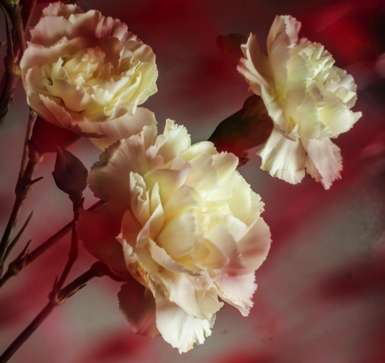 creative photography techniques - image 1 - student project