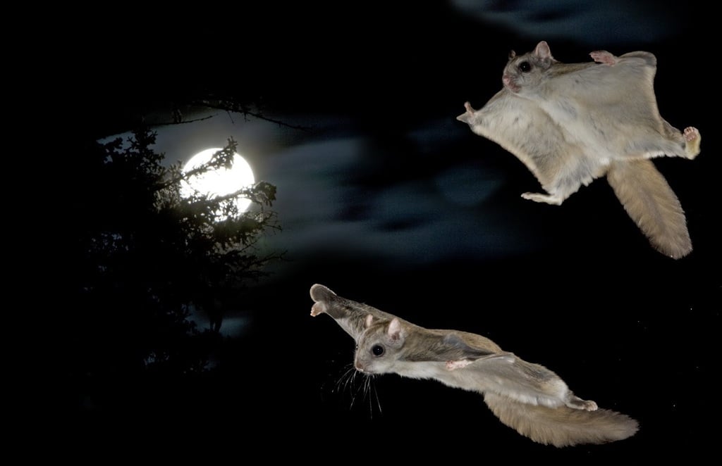 Flying Squirrel Logo - image 1 - student project