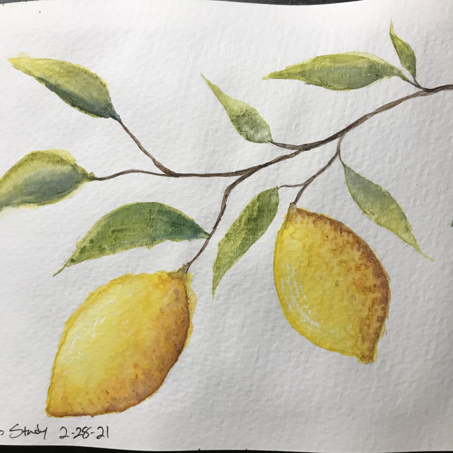 Citrus Study - image 1 - student project