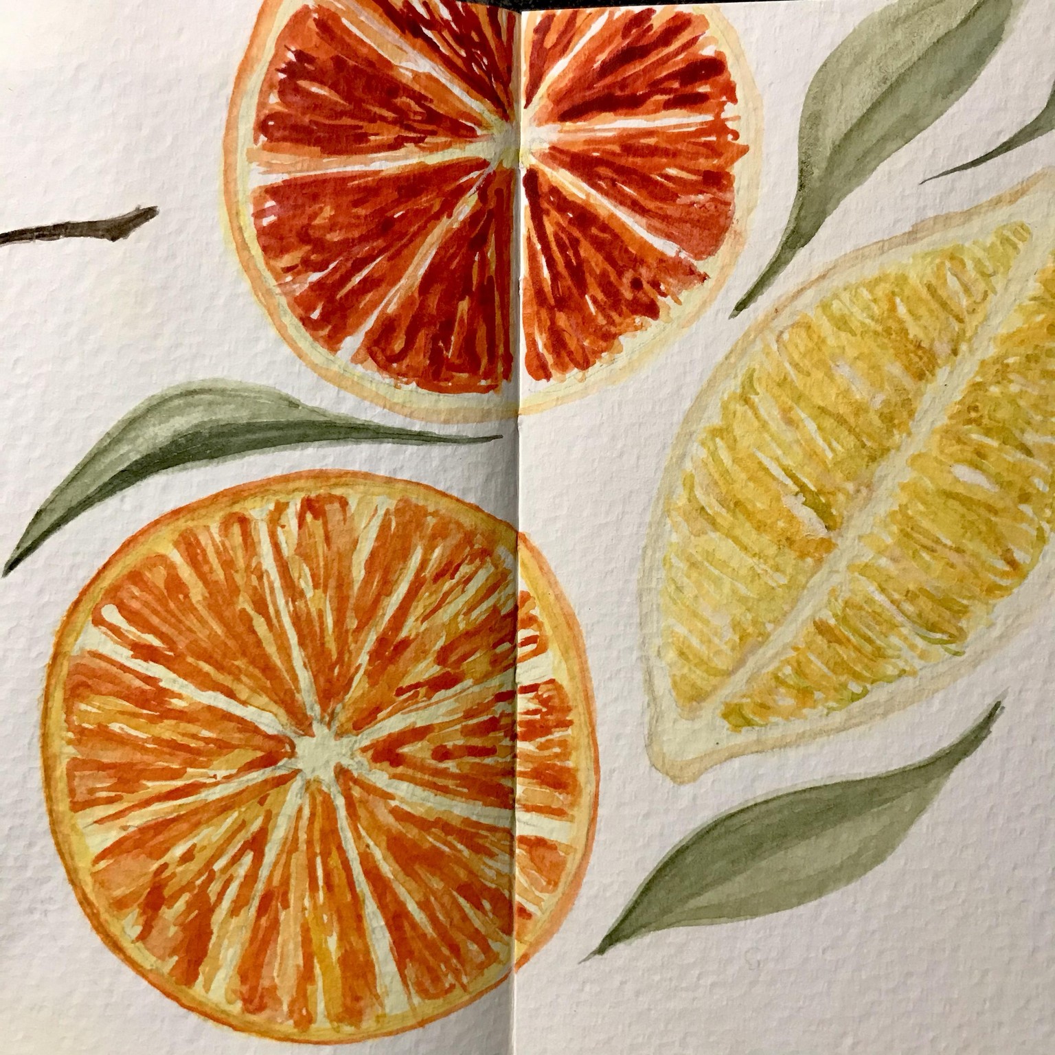 Citrus Study - image 2 - student project