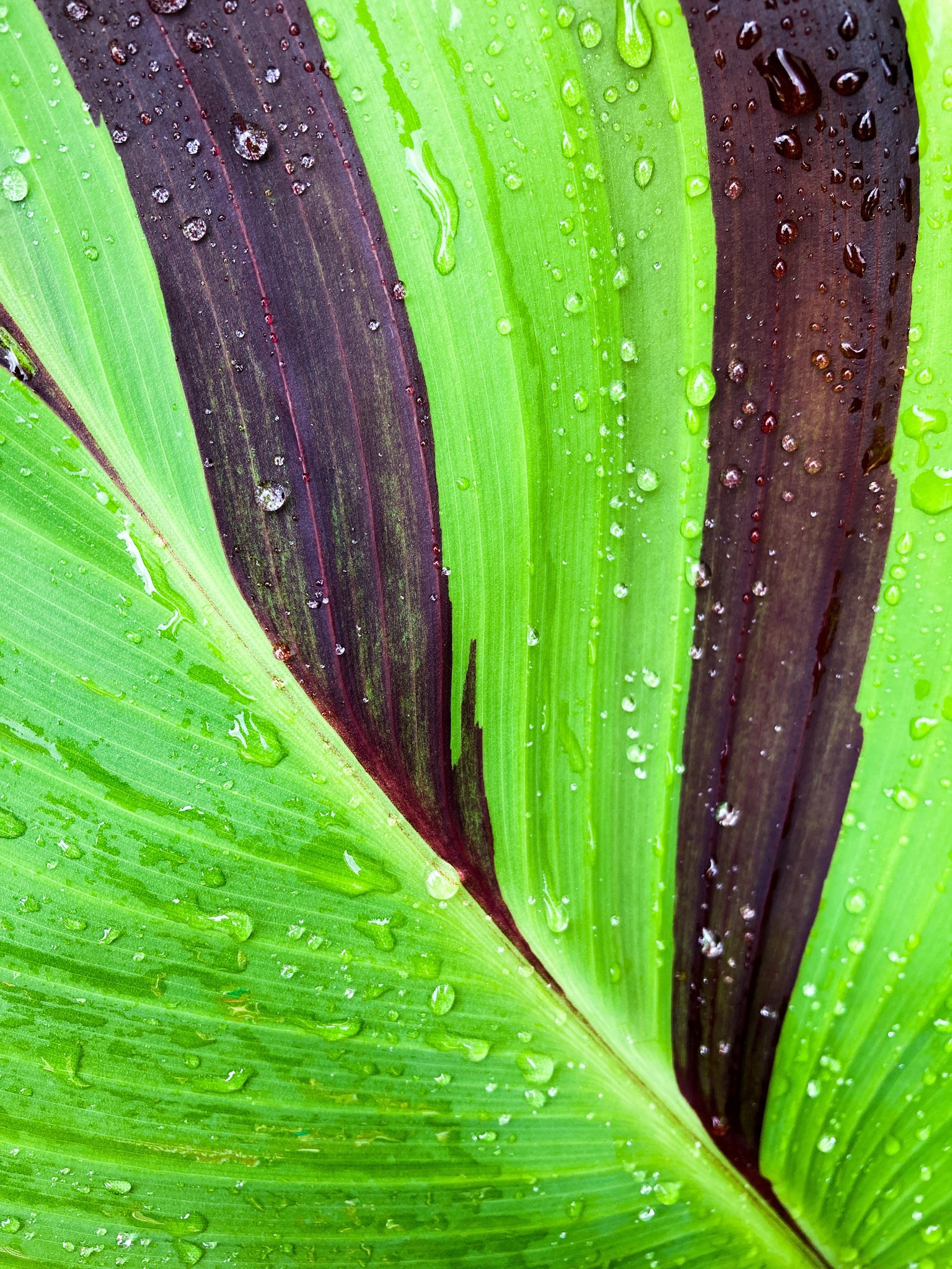 Canna Lily Leaf - image 1 - student project