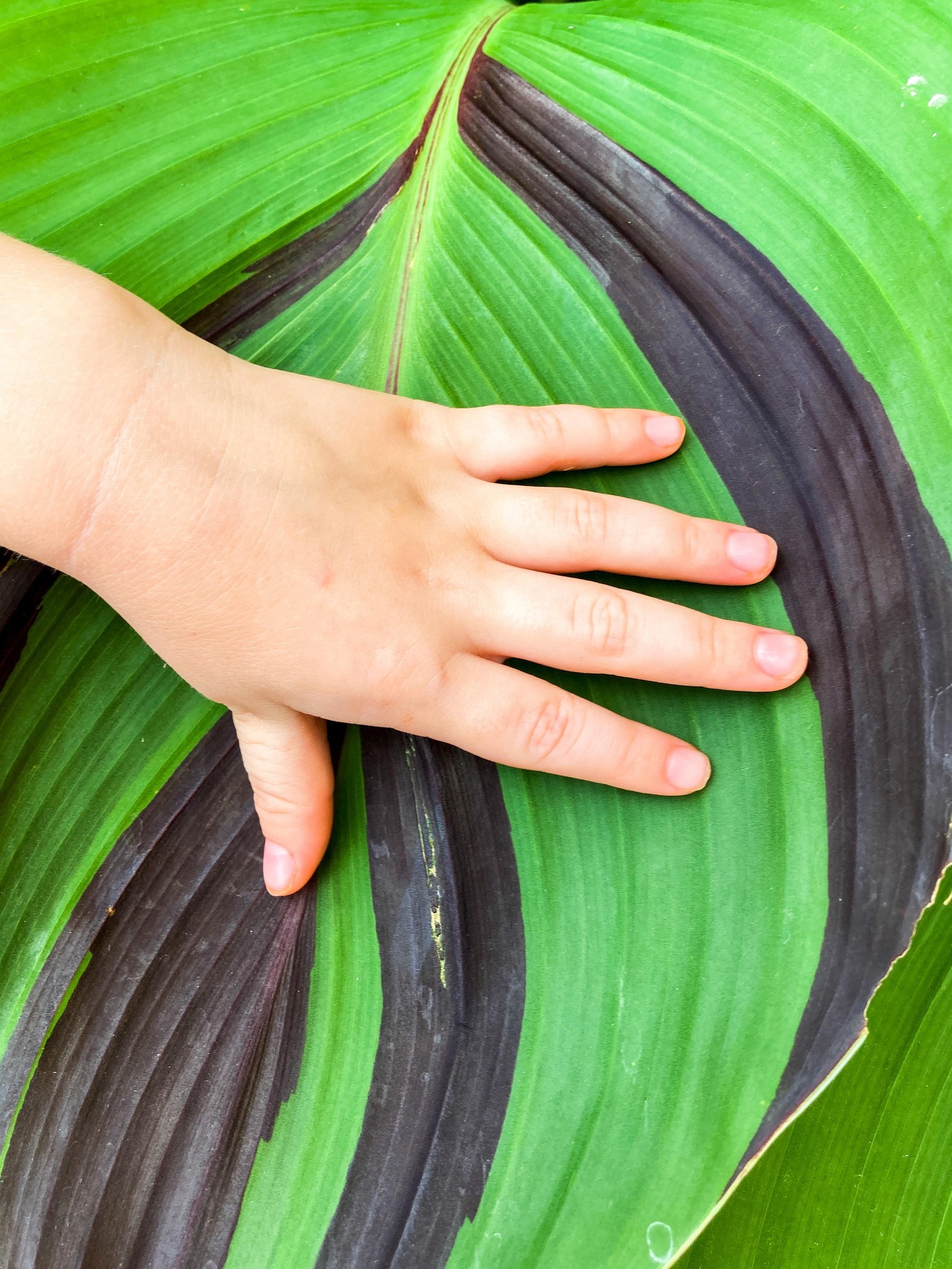 Canna Lily Leaf - image 2 - student project