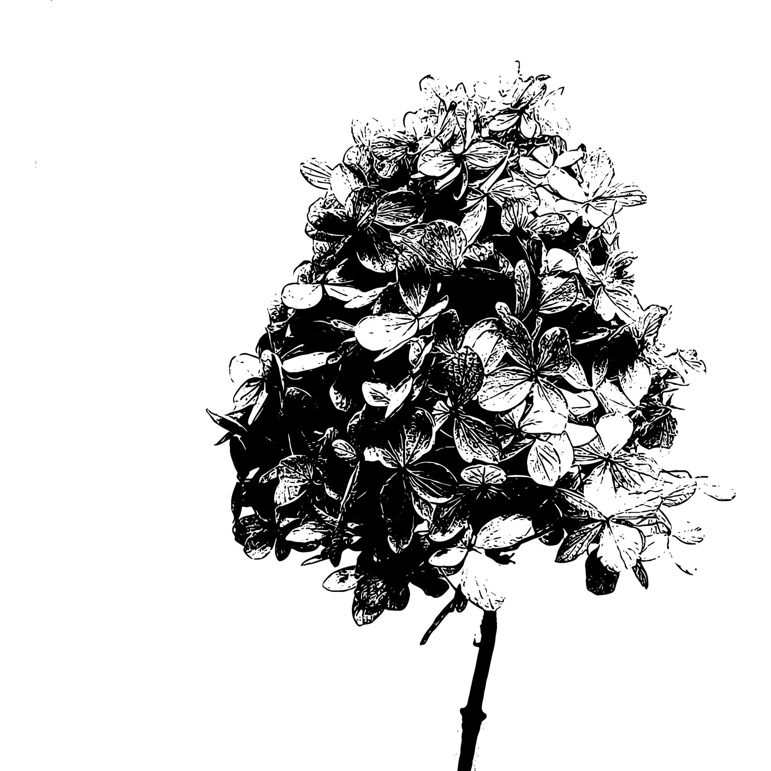 Adobe Capture - images - image 3 - student project