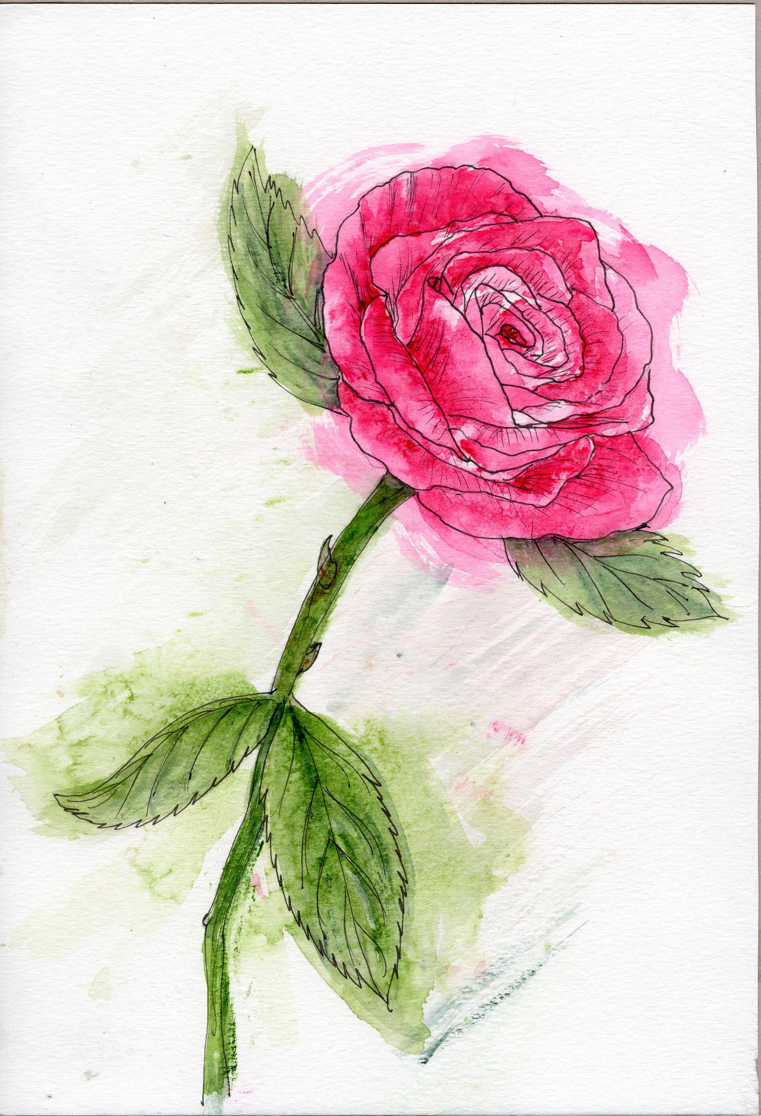 Cerise Rose - image 2 - student project